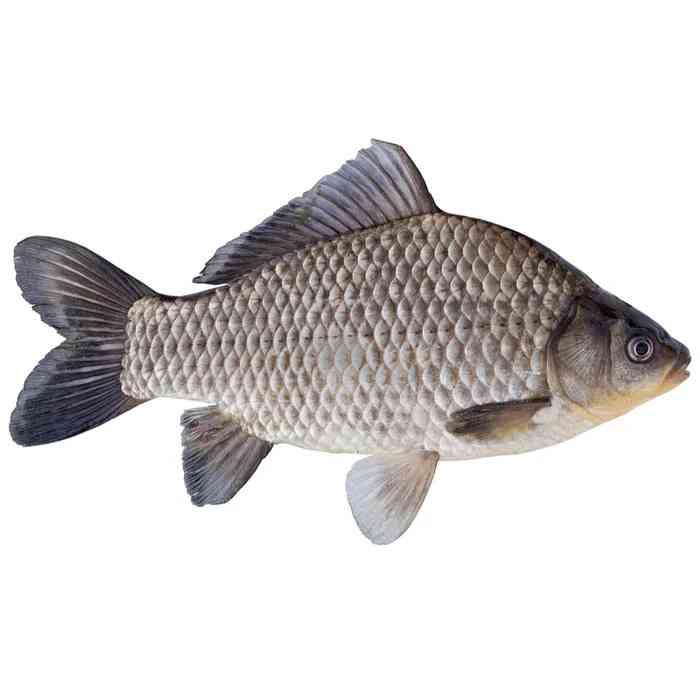 Carp